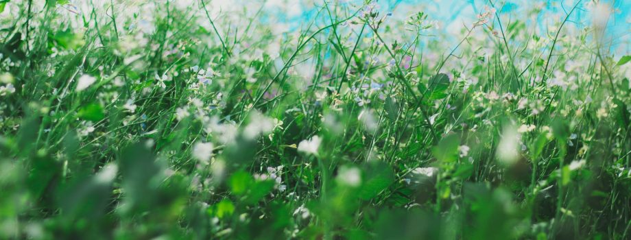 Allergy Relief Treatment